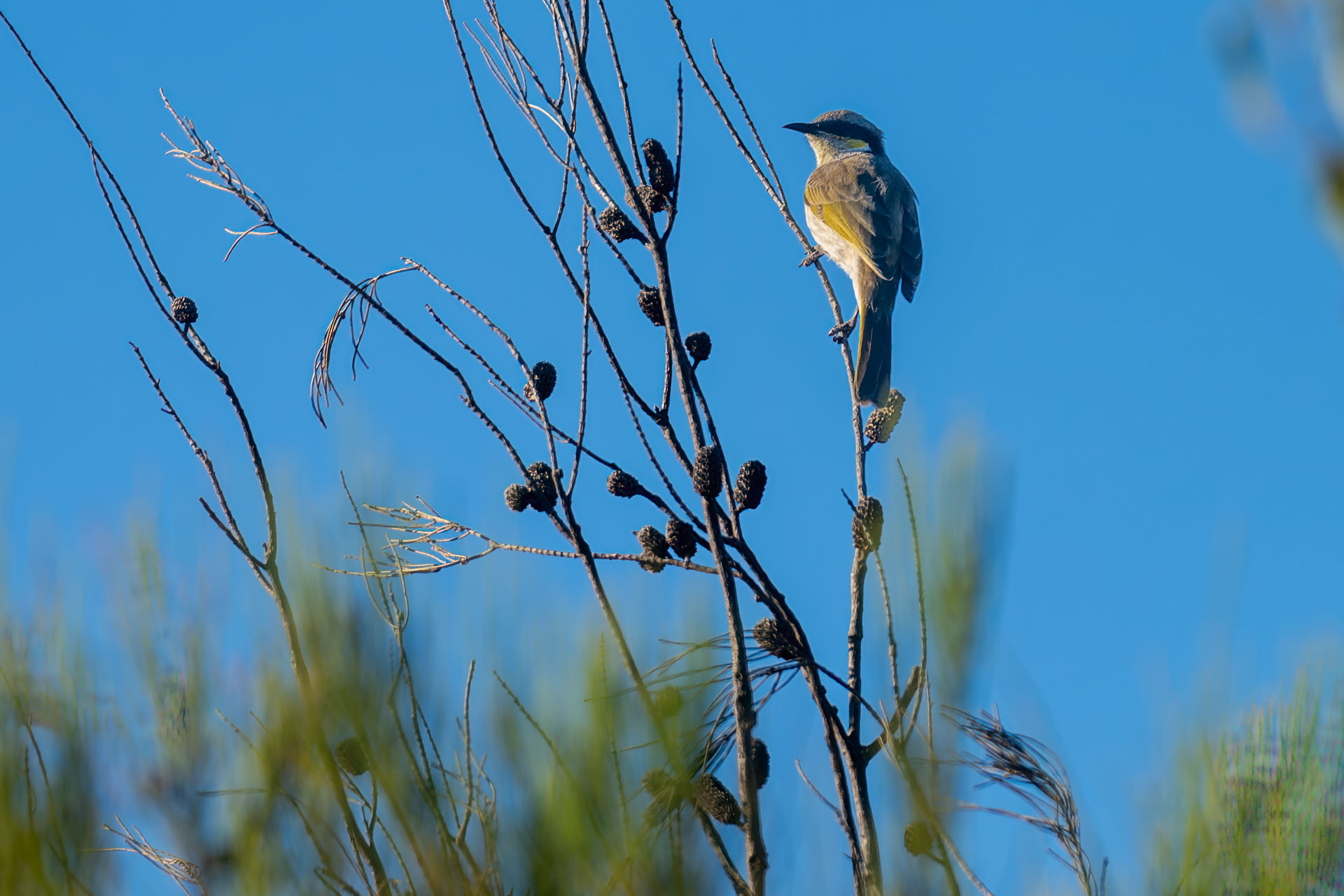 The Pinnacles Desert - Rostkehl-Honigfresser